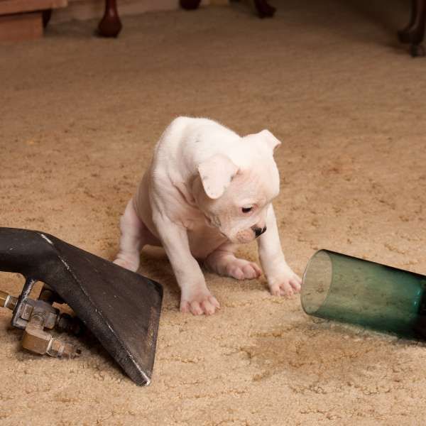 Pet Odor and Stain Removal in Columbus